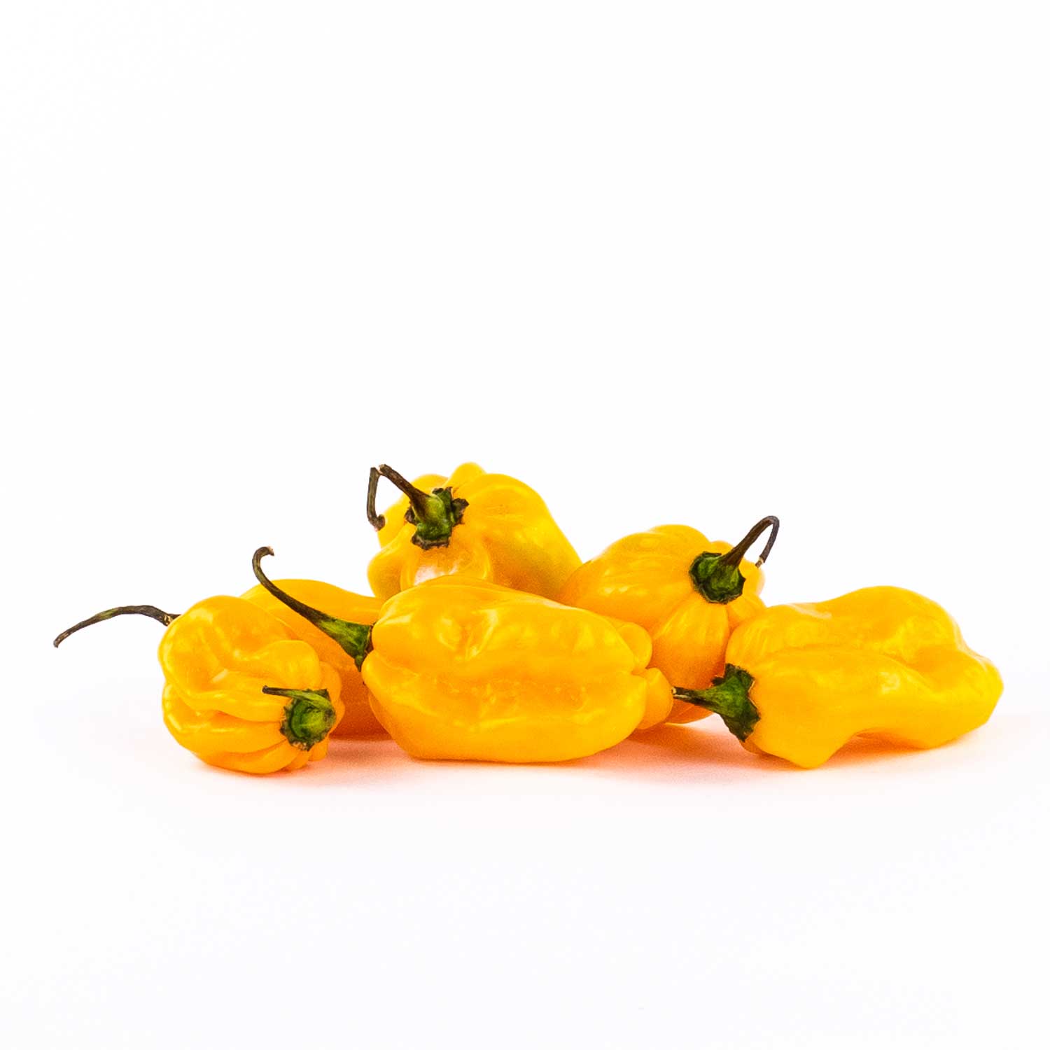 Piment BS