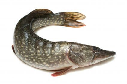 Brochet