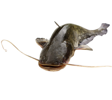 Machoiron