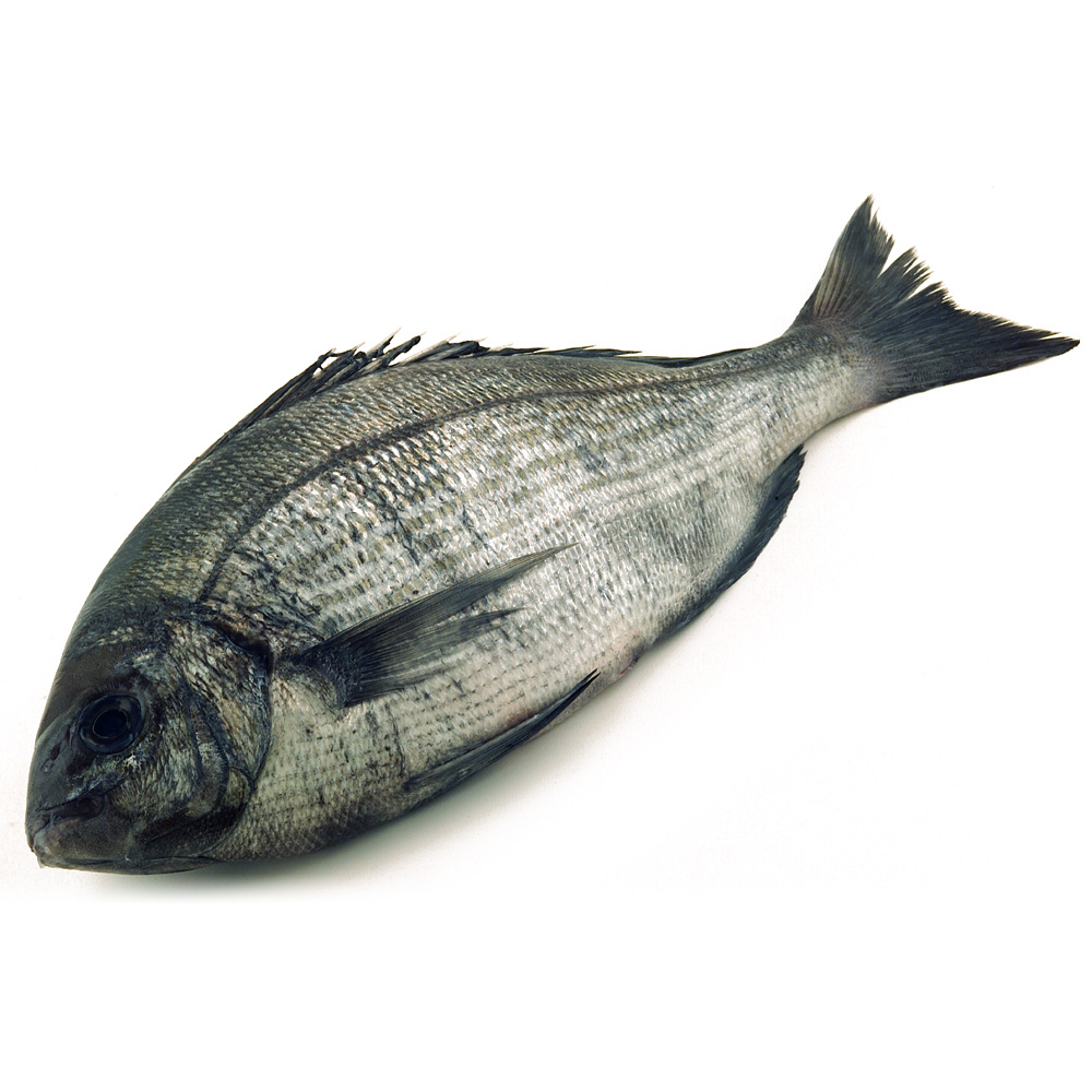 Dorade