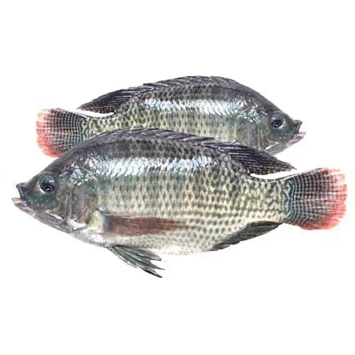 Tilapia