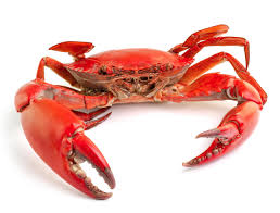 Crabe de Mer