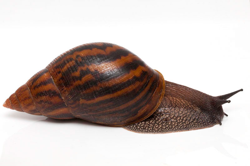 Escargot