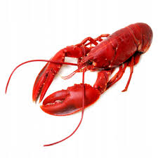 Homard