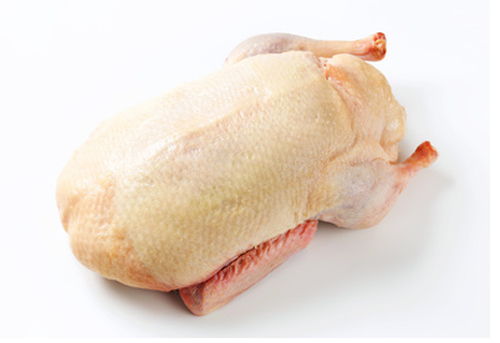 Canard