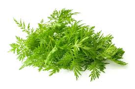 Artemusia Annua