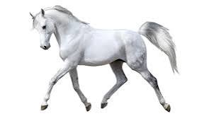 Cheval
