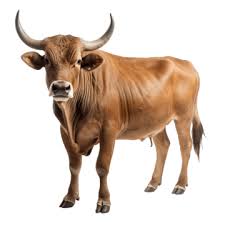 Boeuf