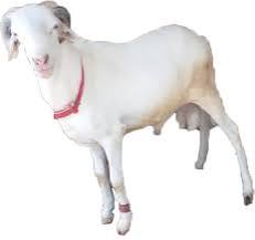 Mouton