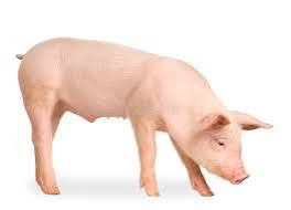 Porc Hybride