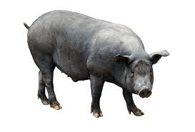 Porc Africain