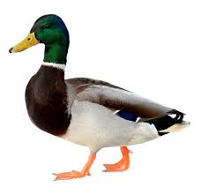 Canard col Vert