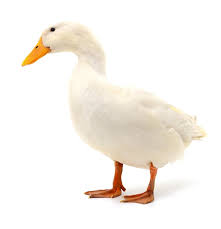 Canard de Pekin