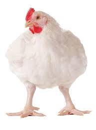 Poulet de Chair