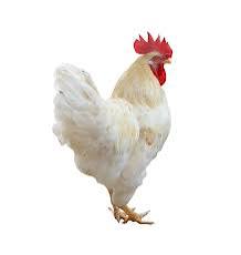 Coquelet