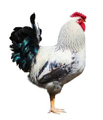 Poulet Goliath