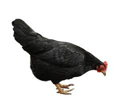 Poulet Africain