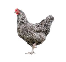 Poulet Bleu Hollandais