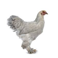 Poulet Bramah