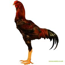 Poulet  Combattant Malais