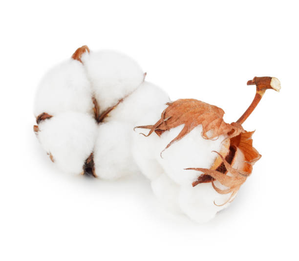 Coton