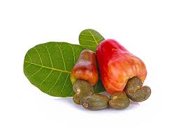 Anacarde