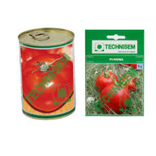Tomate