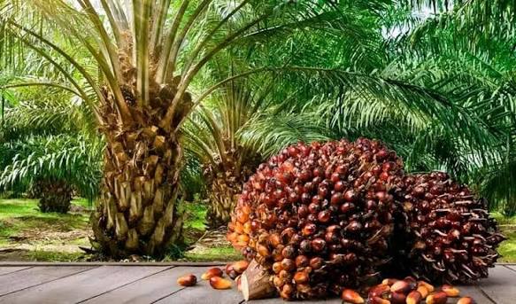 Plantation de Palmier