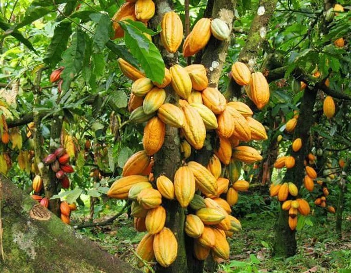 Plantation de Cacao