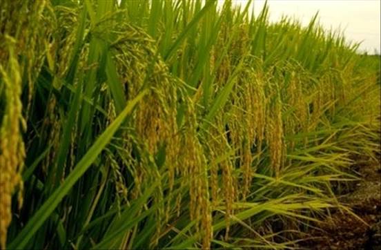 Bafon de Riz