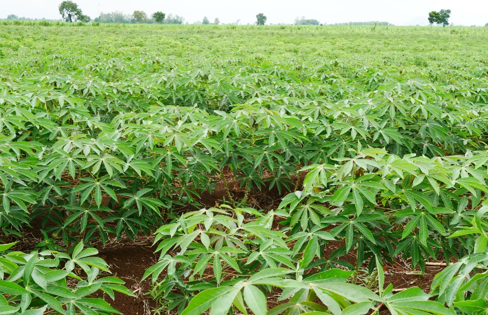 Plantation de Manioc